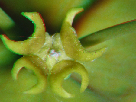 Közeli felvétel egy növény virágáról, láthatóak a porzók és a bibe.