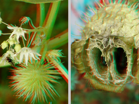 A képen egy növény virágai és termése látható, 3D hatású képen, makro felvétel.