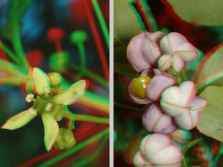 Növény virága és termése látható 3D anaglif képen, piros és zöld színekkel.