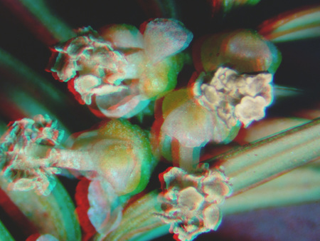 Növény virágai közelről 3D hatású képen Közelről készült 3D hatású kép egy növény virágairól, makro felvétel.