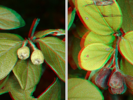 Növények ágai bogyókkal 3D anaglif képen Két növény ága bogyókkal, 3D anaglif hatású kép, levelek és bogyók láthatók.
