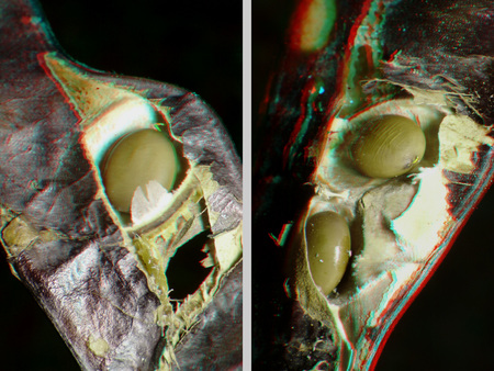 Közelkép egy növényi hüvelyről, amelyből magok bújnak elő.