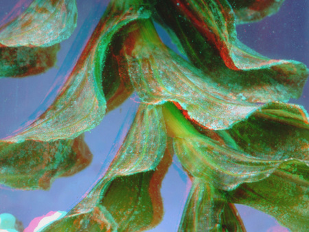 Növényi részlet látható mikroszkóp alatt, színes megvilágítással, zöld és piros árnyalatokkal.