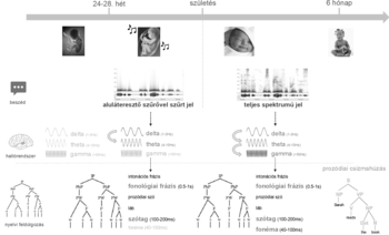 Diagram a nyelvi feldolgozás fejlődéséről a magzati kortól a születés utáni 6 hónapos korig, hallórendszer és beszéd frekvenciák.