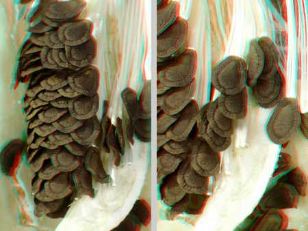 Osztrigagombák közelről, 3D hatással, részletes textúrával.