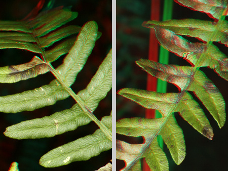 Sztereoszkópikus hatással ábrázolt páfrány levél, zöld színben.