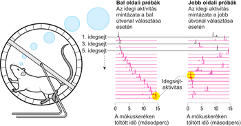 Patkány mókuskerékben, idegi aktivitás grafikonok bal és jobb oldali próbák esetén.