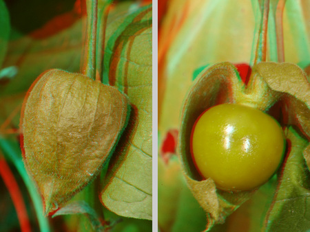 Physalis növény termése burokban és kinyílt burok Physalis növény termése burokban és kinyílt burok, sárga bogyó látható.