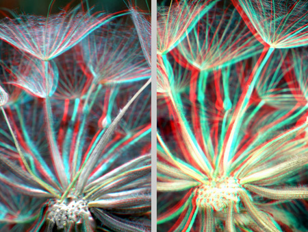 Pitypang magjai 3D hatású képen Pitypang magjai láthatók 3D hatású képként, színes vörös és kék árnyalatokkal.