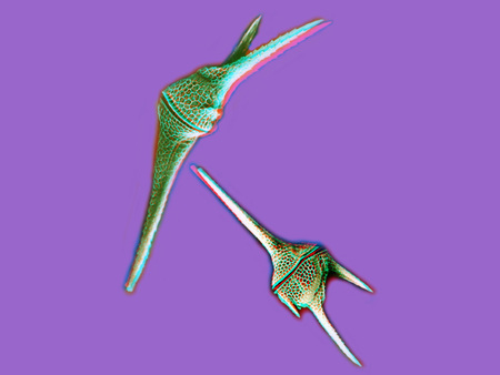 Két radiolária mikroszkopikus tengeri élőlény látható lila háttérrel.