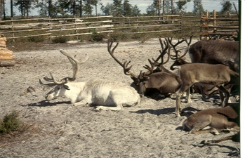 Csoport rénszarvas pihen egy kerítéssel körülvett területen, különböző színű szőrrel.