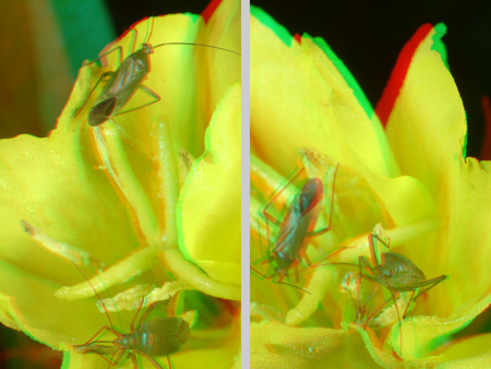 Rovarok ülnek egy sárga virágon, 3D hatású makro fotó.