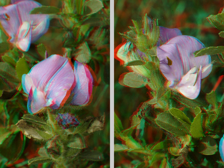 Rózsaszín virág, amely 3D hatású, vörös és kék szűrőkkel készült.