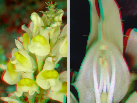 Sárga virág részletei 3D hatással, természetes környezetben.