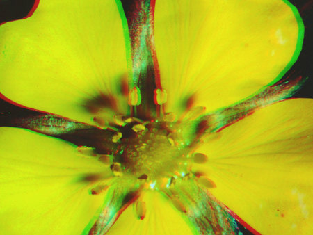 Közeli felvétel egy sárga virágról, részletesen látható szirmok és porzók.