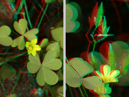 Sárga virág és zöld levelek láthatók 3D hatású képként, természetes környezetben.