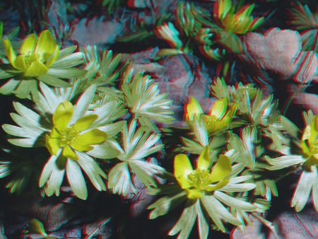 Sárga virágok láthatók 3D hatású képként megjelenítve, természetes környezetben.