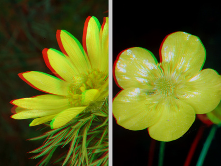 Két sárga virág anaglif 3D hatással, természetes környezetben.