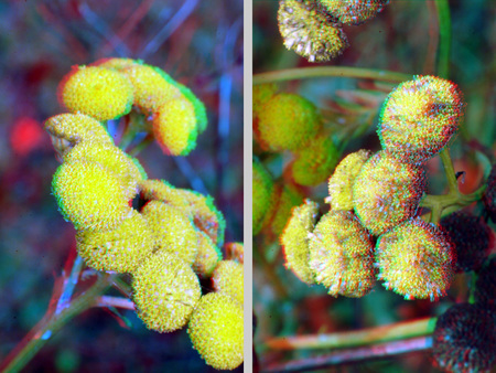 Sárga virágok két különböző növényen Két különböző növény sárga virágokkal, közelről fotózva.