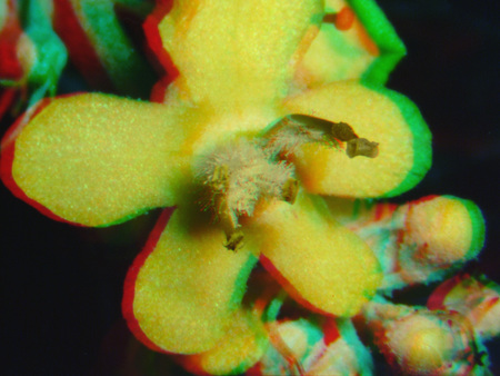 Sárga virág, amely 3D hatású színes szűrővel van ábrázolva, makro felvétel.