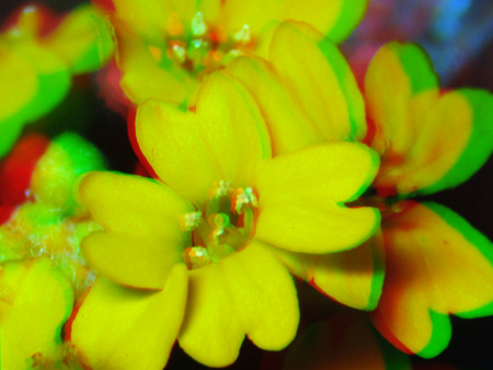 Sárga virágok láthatók, 3D hatásúak piros és zöld eltolódással.