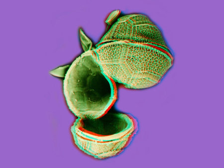 Stilizált, színes, kettévágott gyümölcs lila háttér előtt, művészi ábrázolás