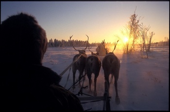 Három rénszarvas húz egy szánkót havas tájon naplementében.