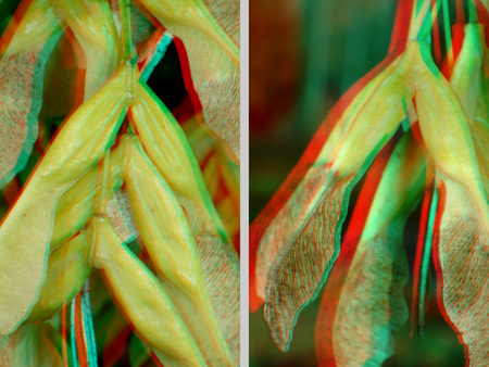 Szárnyas magok láthatók anaglif 3D technikával, növényi termések.