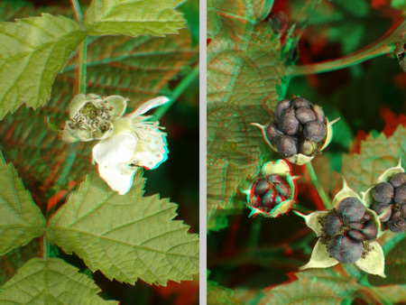 Szeder növény, bal oldalon virágzó állapotban, jobb oldalon érett gyümölcsökkel.