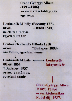 Szent-Györgyi Albert családfája és leszármazási táblája Szent-Györgyi Albert családfája, bemutatva a család orvosi és tudományos hagyományait.