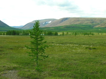 Szibériai táj fenyőfával és hegyekkel Szibériai táj, előtérben egy magányos fenyőfa, háttérben hegyek és zöld növényzet.