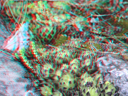 Sziklakert különböző pozsgás növényekkel, 3D hatású képként látható.