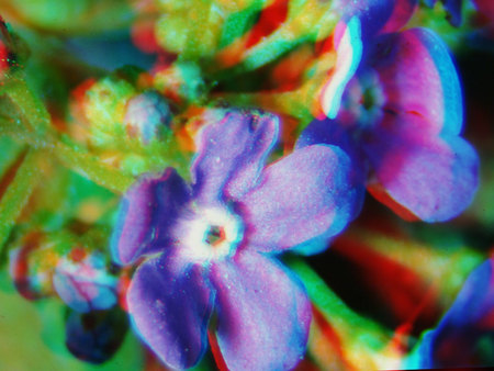 Színes virág elmosódott, 3D hatású megjelenéssel