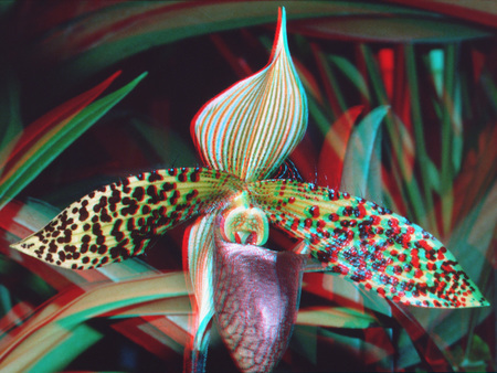 Színes orchidea, csíkos és pöttyös szirmokkal, természetes háttérrel.