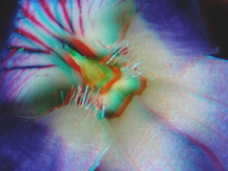 Színes virág közeli felvétele, elmosódott hatású kép.