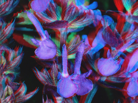 Színes, elmosódott hatású virágok, amelyek 3D hatást keltenek.