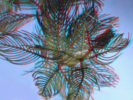 Színes, 3D hatású vízi növény levelei láthatók a képen.