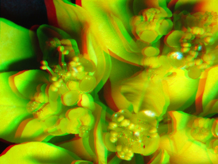 Színes virág elmosódott hatással, mintha 3D-s szemüveggel néznénk