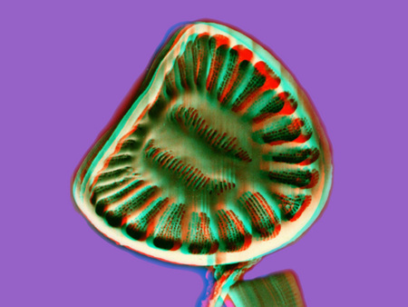 A képen egy színes, stilizált gomba látható lila háttérrel.