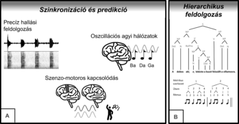 Grafika az agyi szinkronizációról és predikcióról, valamint hierarchikus feldolgozásról.