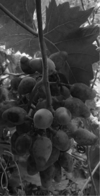 Szőlőfürt lóg egy szőlőtőkén, körülötte levelek láthatók.