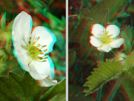 Két sztereoszkópikus hatású fehér virág látható zöld levelek között.