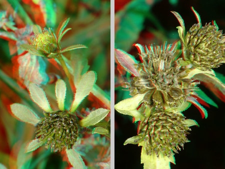 Sztereoszkópikus hatással ábrázolt növény virágai és levelei láthatók a képen.