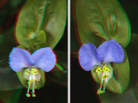 Egy virág sztereoszkópikus hatással, mintha 3D-ben lenne megjelenítve, kék színű szirmokkal és zöld levelekkel.