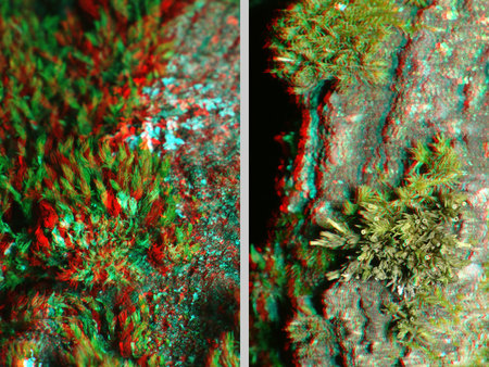 Sztereoszkópikus moha 3D hatással Két különböző moha sztereoszkópikus 3D hatással, természetes textúrák.