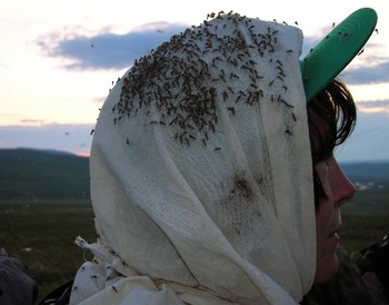 Szúnyogokkal borított fej zöld sapkával Egy ember feje szúnyogokkal borítva, zöld sapkát viselve, háttérben a természet.