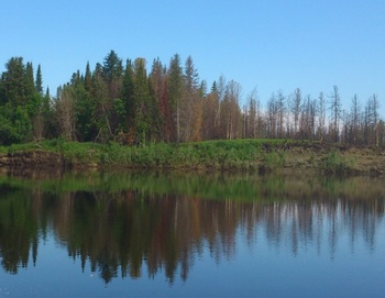 Tóparti erdő tükröződése a víz felszínén Egy tó partján álló erdő tükröződik a víz felszínén, kék ég háttérrel.