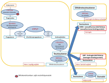 Diagram a tesztoszteron szintézis folyamatáról, koleszterinből indulva, enzimek hatására tesztoszteronná, dihidrotesztoszteronná vagy ösztradiollá alakulva.