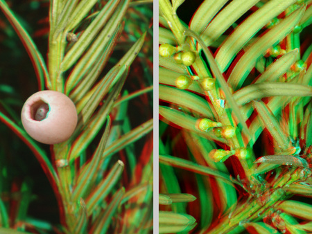 Tiszafa bogyók és levelek anaglif 3D hatással Tiszafa növény bogyókkal és levelekkel, anaglif technikával készült 3D hatású kép.