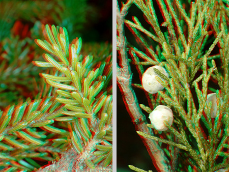 Két tűlevelű növény ága, bal oldalon fenyő, jobb oldalon boróka bogyókkal.